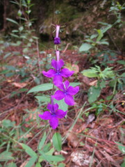 Lobelia sinaloae