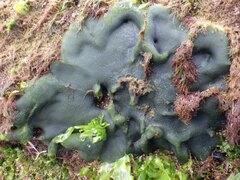 Codium adhaerens