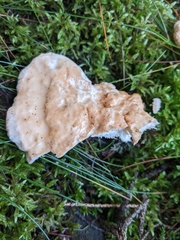 Hydnum repandum
