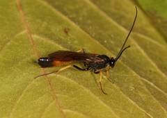 Dusona angustata