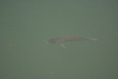 Oreochromis niloticus