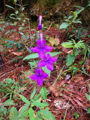 Lobelia sinaloae