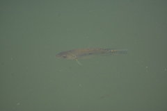 Oreochromis niloticus