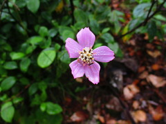 Cosmos ochroleucoflorus