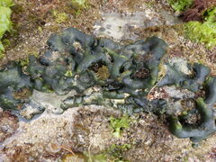 Codium adhaerens