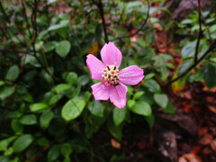 Cosmos ochroleucoflorus
