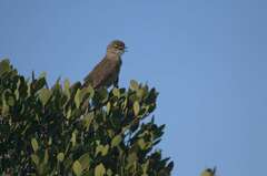 Cercotrichas coryphoeus