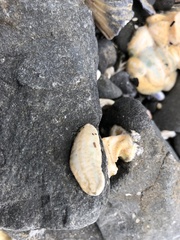 Aplidium
