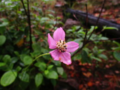 Cosmos ochroleucoflorus