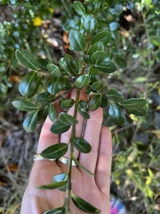 Ilex crenata