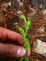 Habenaria ofeliae
