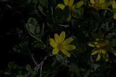 Osteospermum moniliferum