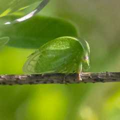 Spissistilus festinus