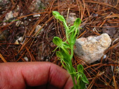 Habenaria ofeliae