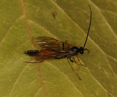 Dusona angustata