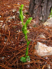 Habenaria ofeliae