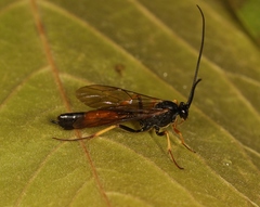 Dusona angustata