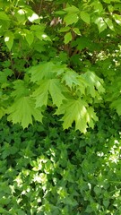 Acer platanoides