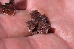 Calliarthron cheilosporioides