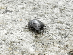 Antiteuchus tripterus