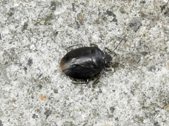 Antiteuchus tripterus