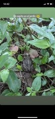 Incilius perplexus