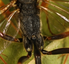 Dusona angustata