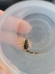 Cicindela oregona