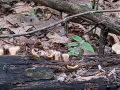 Hohenbuehelia petaloides