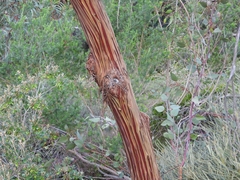 Eucalyptus caesia