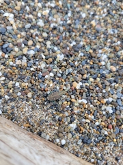Cicindela oregona