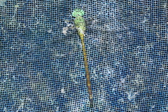 Staurophlebia