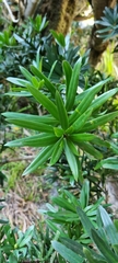 Afrocarpus