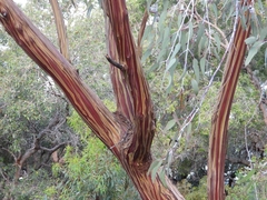 Eucalyptus caesia