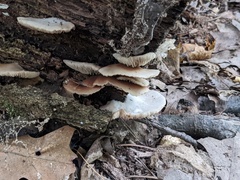 Crepidotus applanatus