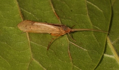 Limnephilus flavicornis