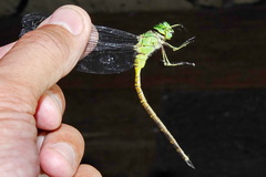 Staurophlebia