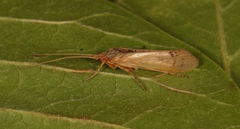 Limnephilus flavicornis