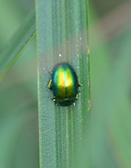 Chrysolina graminis