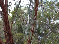 Eucalyptus caesia
