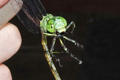 Staurophlebia