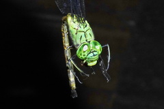 Staurophlebia