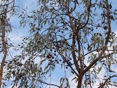 Eucalyptus caesia