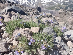 Polemonium elegans
