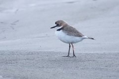 Charadrius collaris