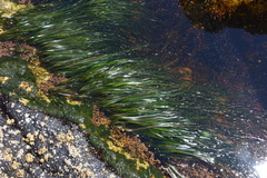 Phyllospadix scouleri