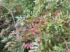 Rhus copallinum