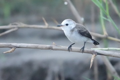 Arundinicola leucocephala