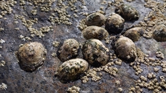 Siphonaria pectinata