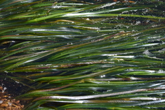 Phyllospadix scouleri